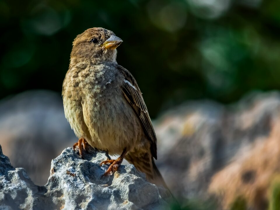Bird animal outdoors
