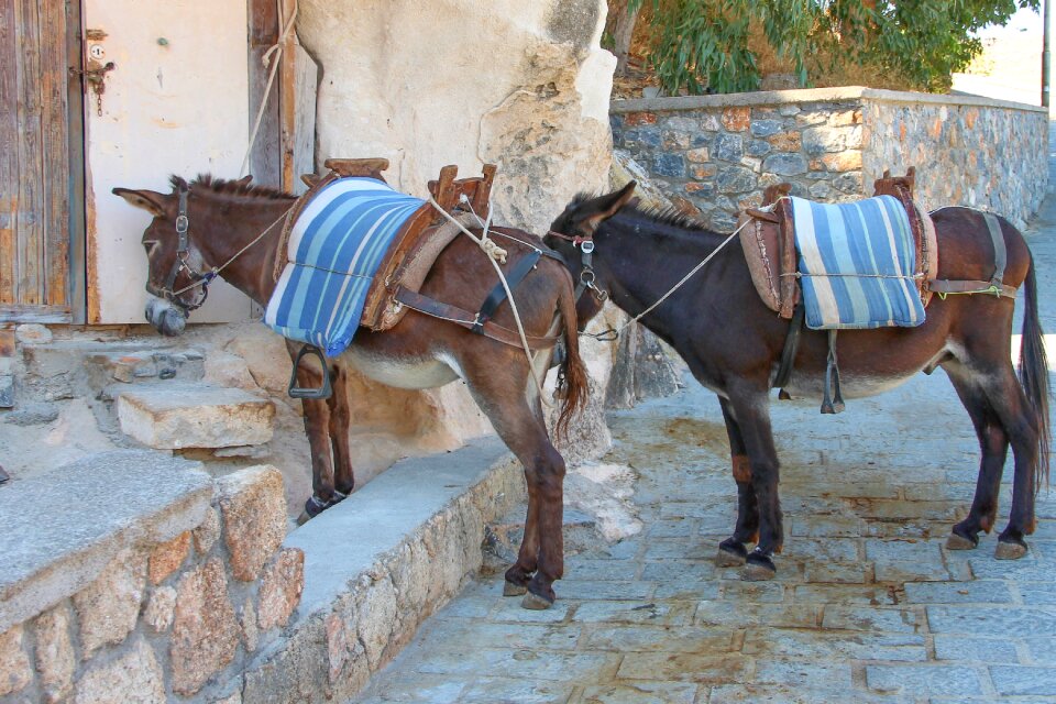 Beasts of burden saddle transport
