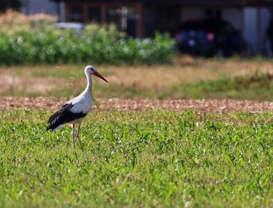 Elegant white stork feather
