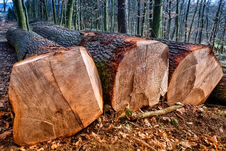 Tribe log sawn