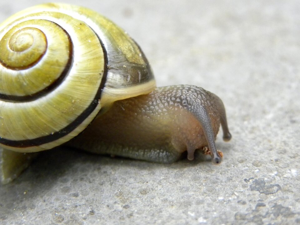 Cochlea invertebrates slow