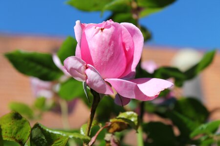 Love flower bloom photo