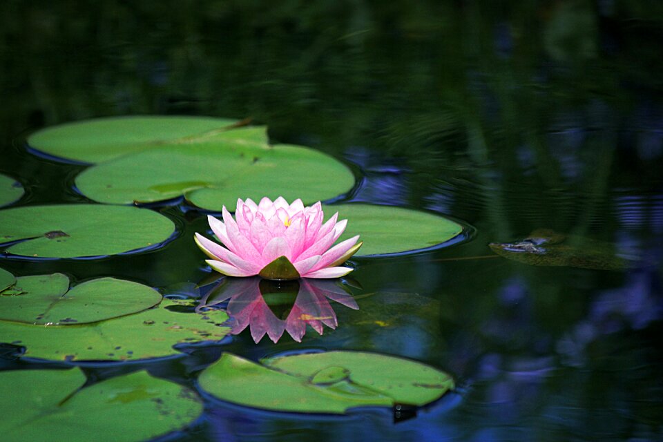 Flower bloom blossom