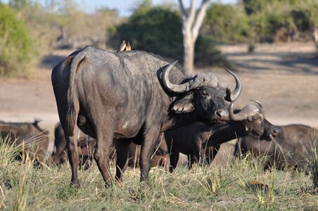 Safari grass bull photo