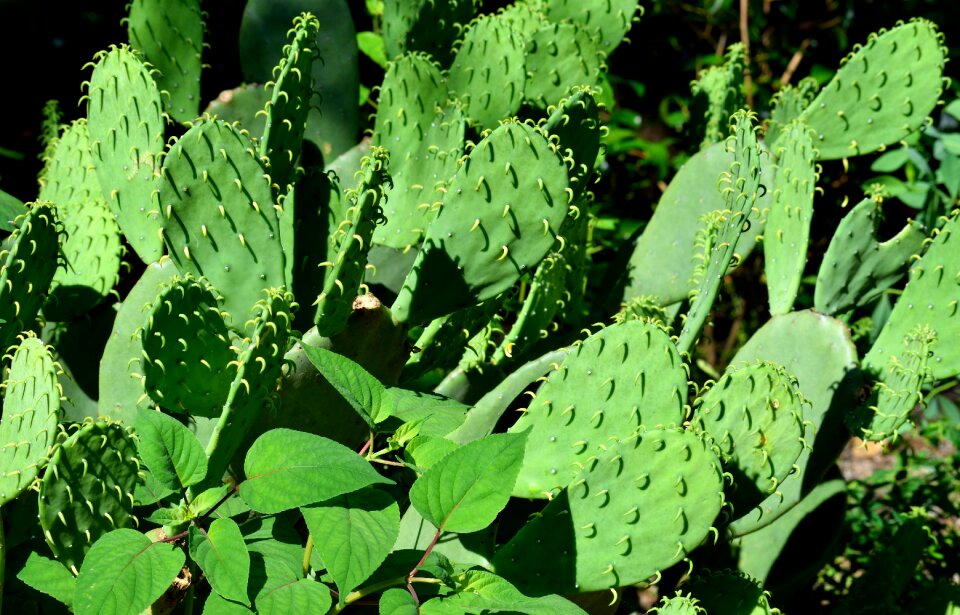 Green nature desert