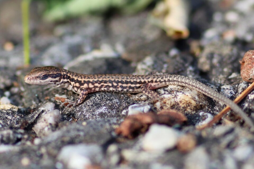 Animal world ground macro