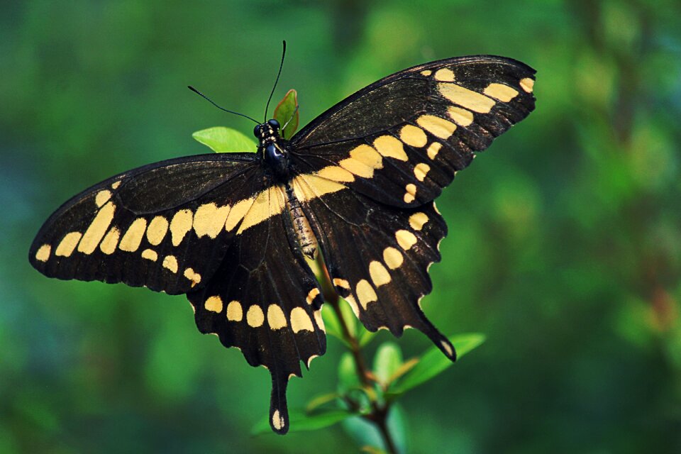 Nature outdoors wing