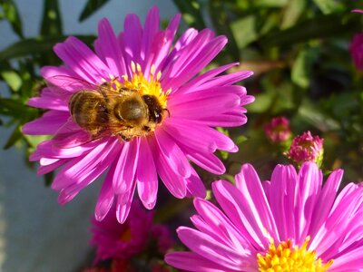 Garden close up bee photo