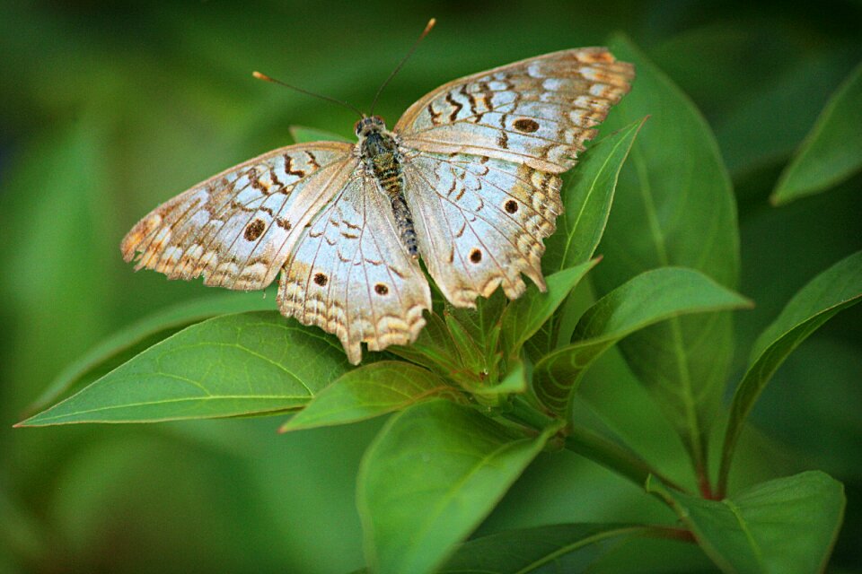 Animal nature summer