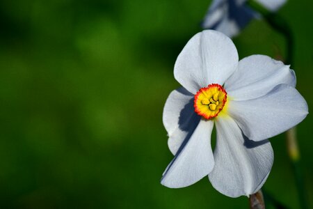 Bloom schnittblume spring photo