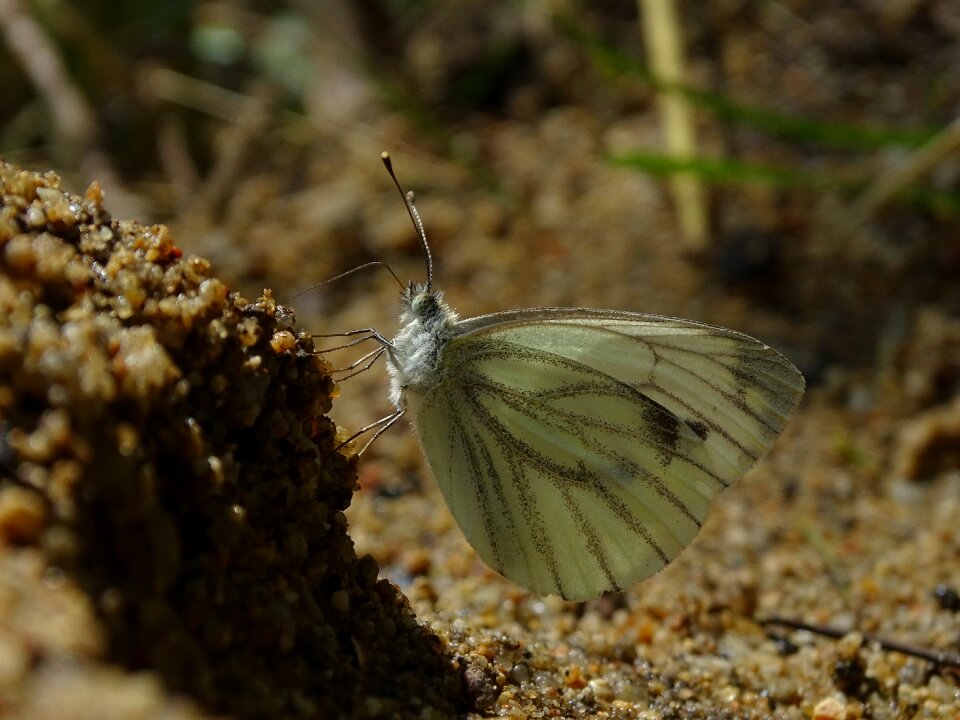 Insect white nature