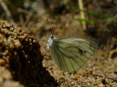 Insect white nature photo