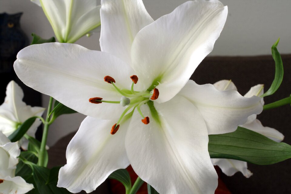 Flower lilies close up photo