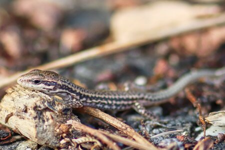 Animal world ground macro