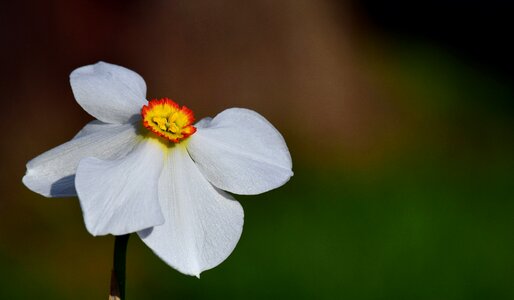 Bloom schnittblume spring photo