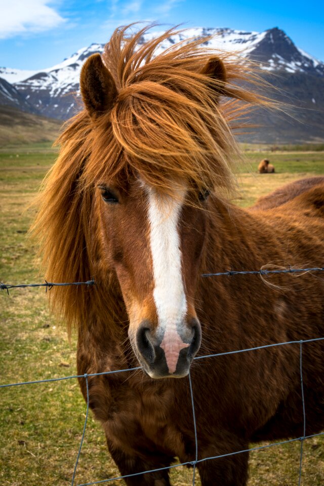 Mane brown high country pony