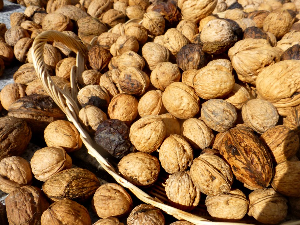 Walnuts autumn harvest