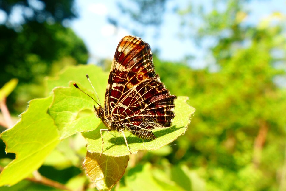 At the court of butterfly day nature