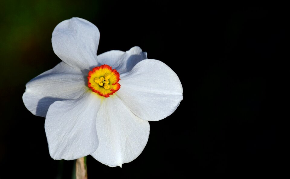 Bloom schnittblume spring