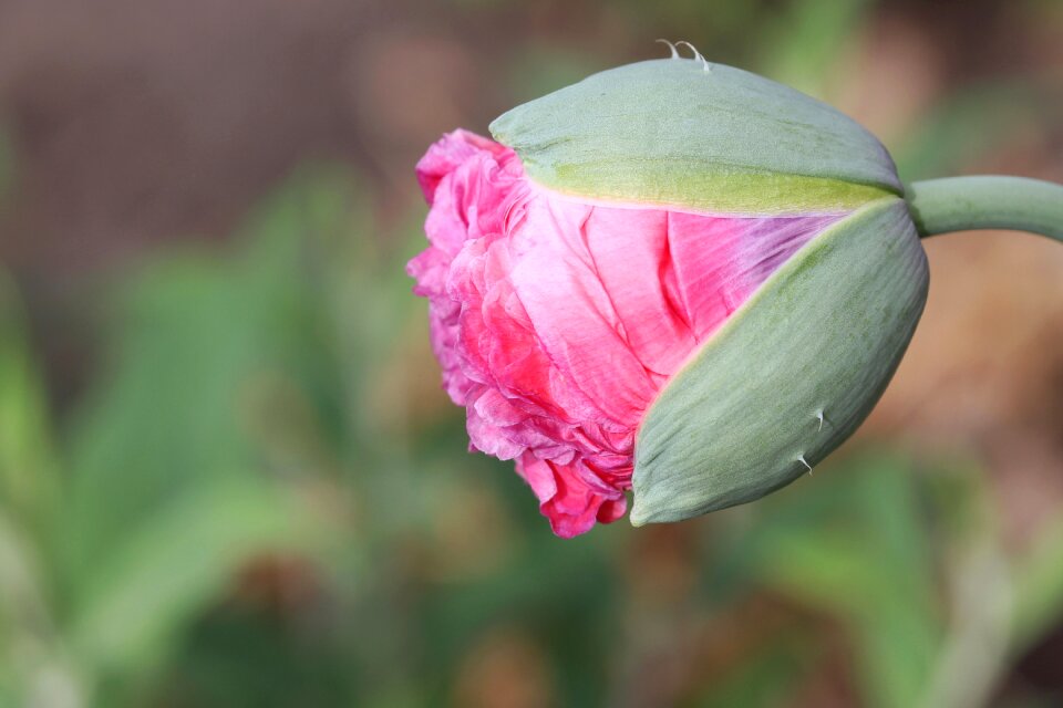 Bud garden poppy flower