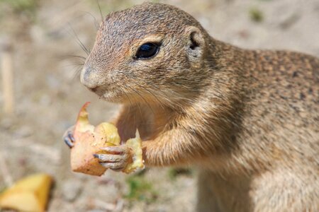 Rodent croissant hunger photo