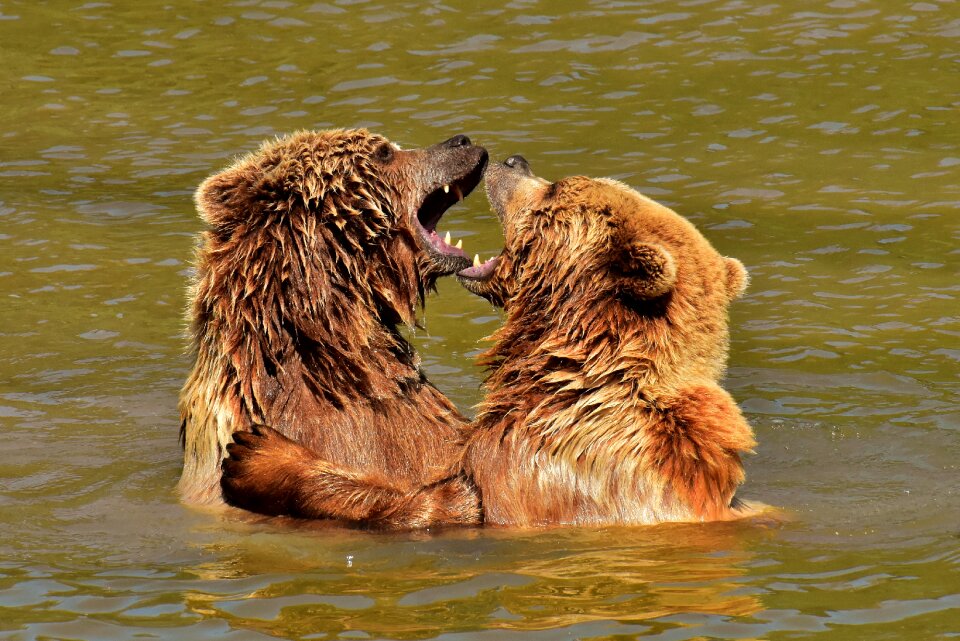 Brown bear nature park wild animal