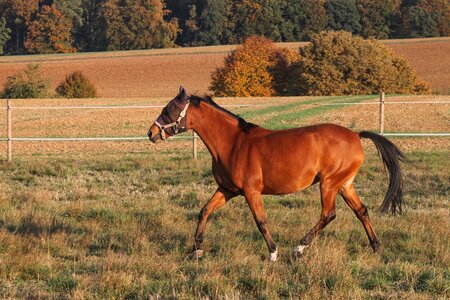 Brown trot step