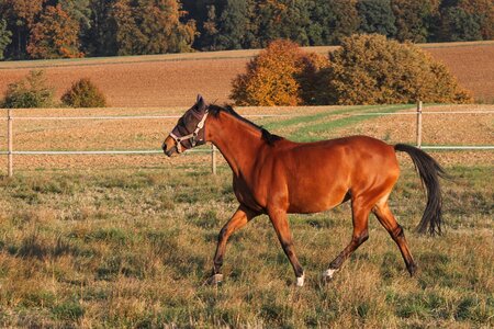 Brown trot step photo