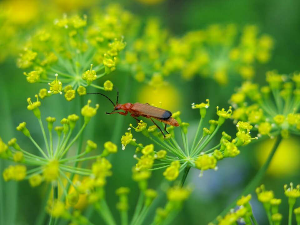 Nature animal world insect