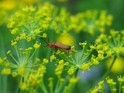 Nature animal world insect