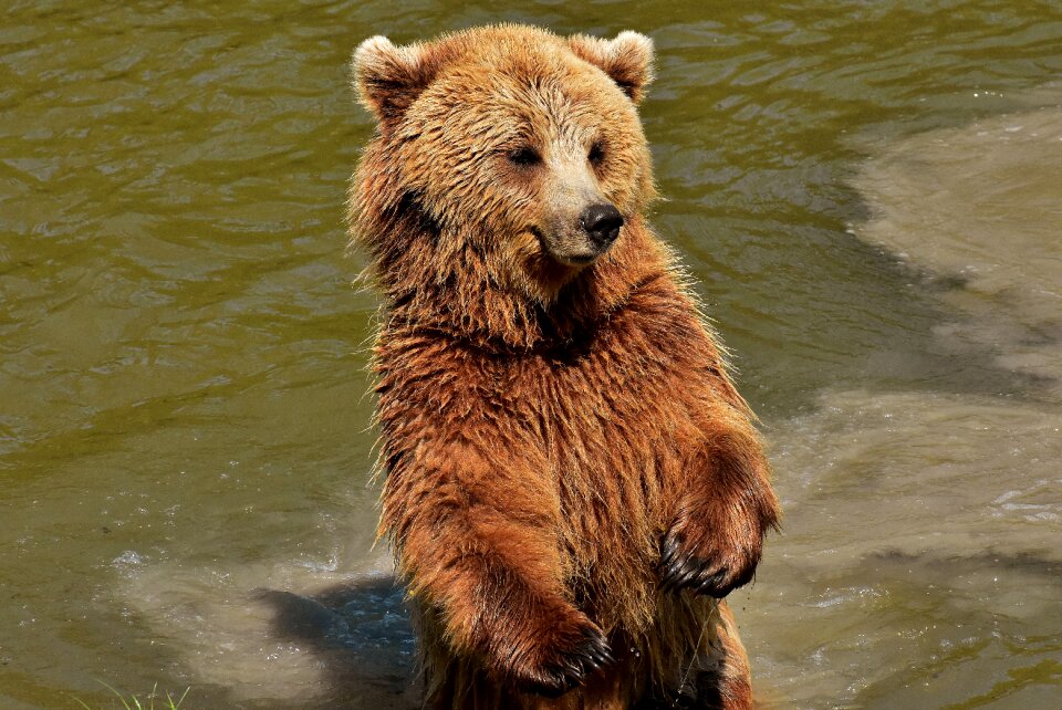 Wild animal furry dangerous