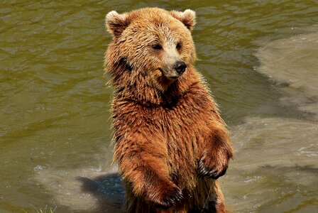 Wild animal furry dangerous