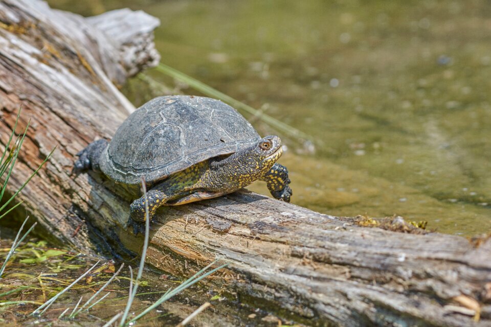 Tree sunbathing reptile