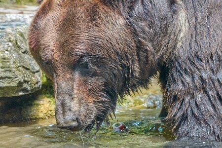 Brown bear wild animal teddy