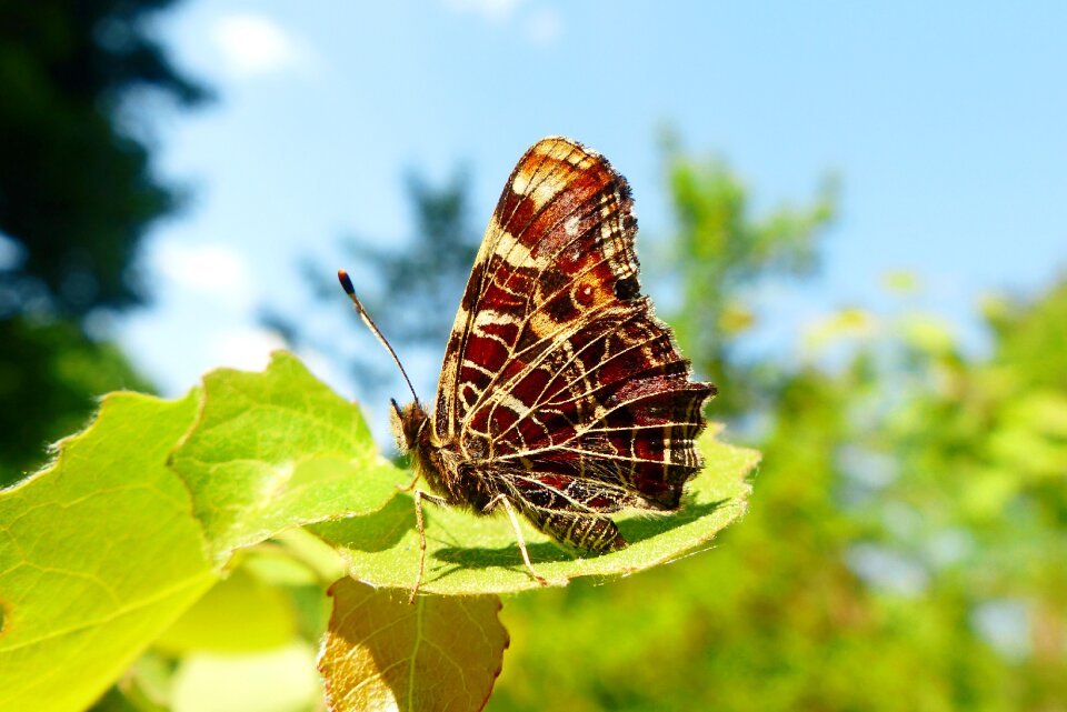 At the court of butterfly day nature