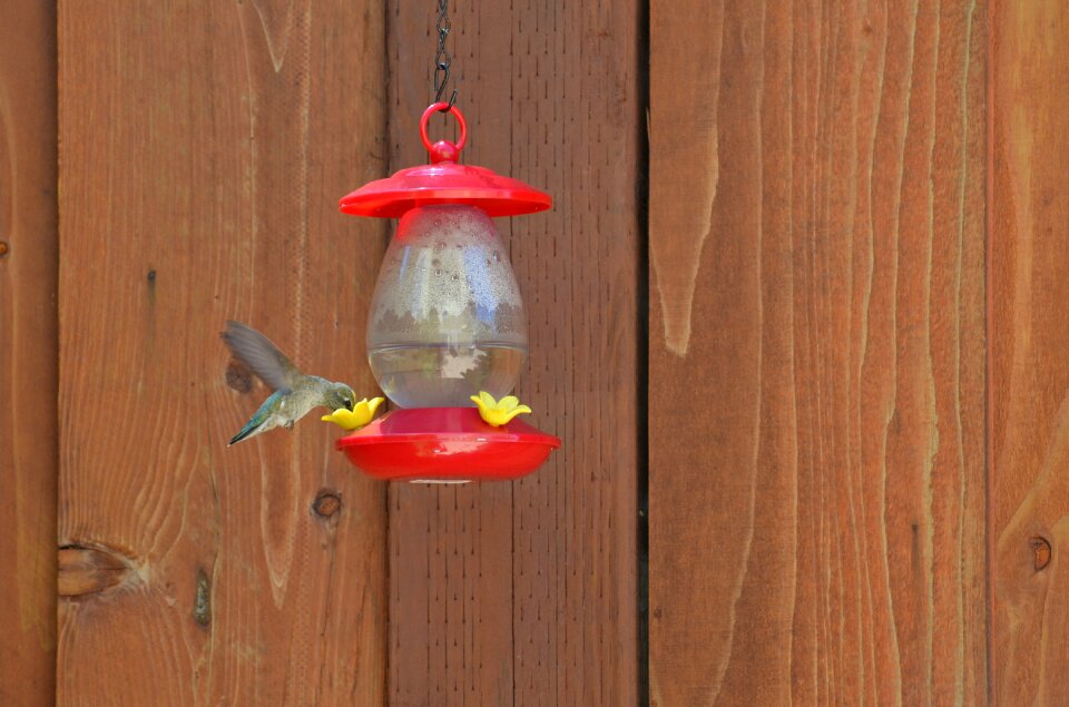 Wildlife flying nectar photo