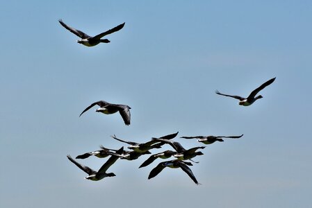 Birds flock of birds migratory birds photo