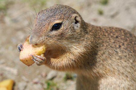 Rodent croissant animals