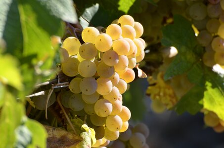 Grapevine winegrowing autumn