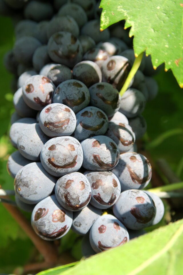Italy grapes happy