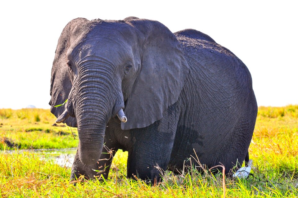 Grass animal africa