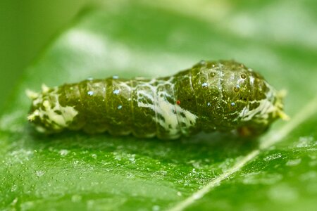 Insect close up cocoon photo