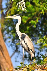 Tree heron animal photo