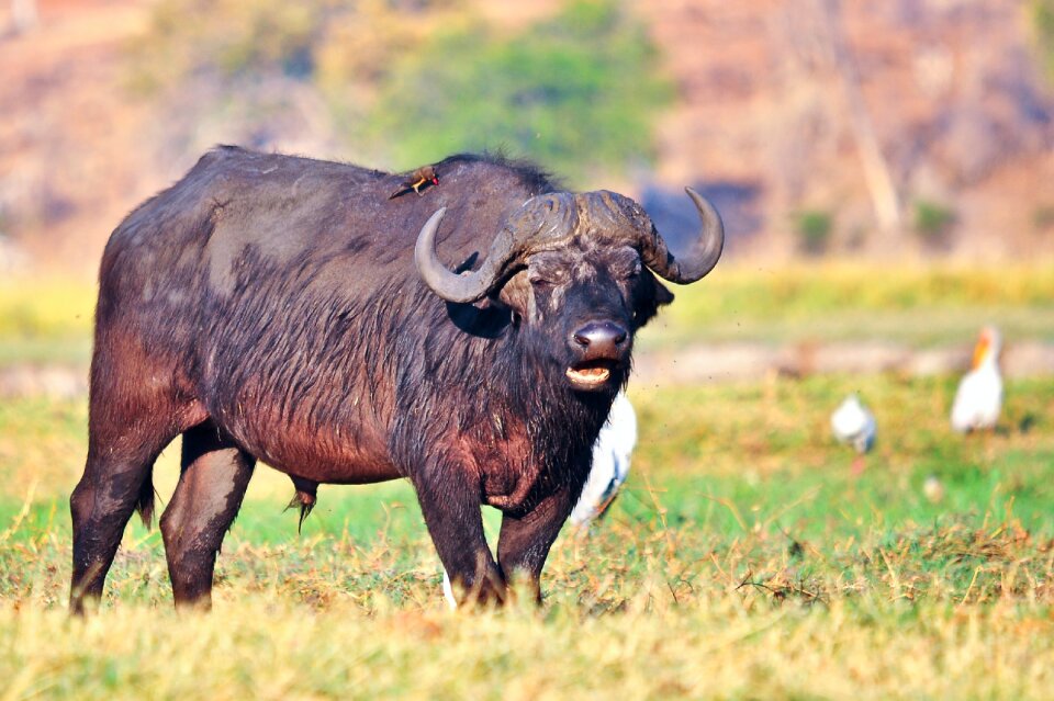 Wildlife nature africa