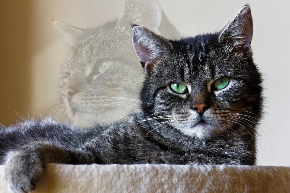 Animal portrait cat pet
