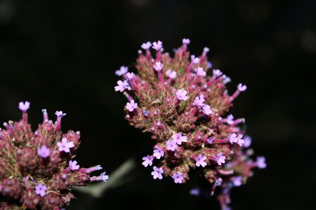 Purple multi pollinated stem photo