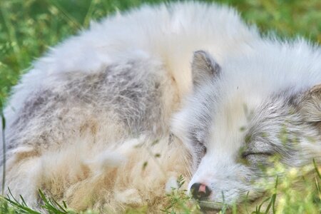 Predator arctic fox winter