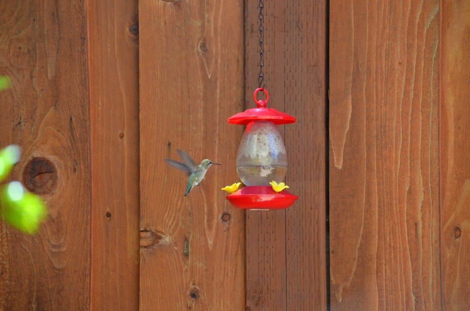 Wildlife flying small