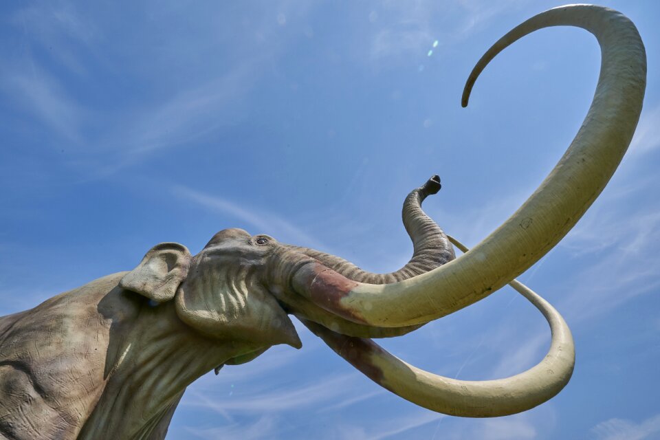 Pachyderm mammal ivory