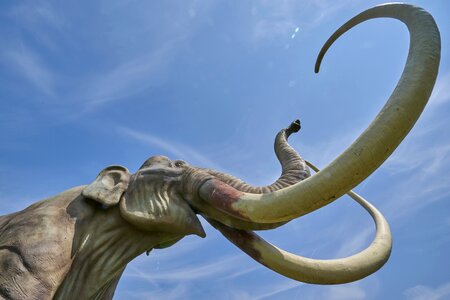 Pachyderm mammal ivory